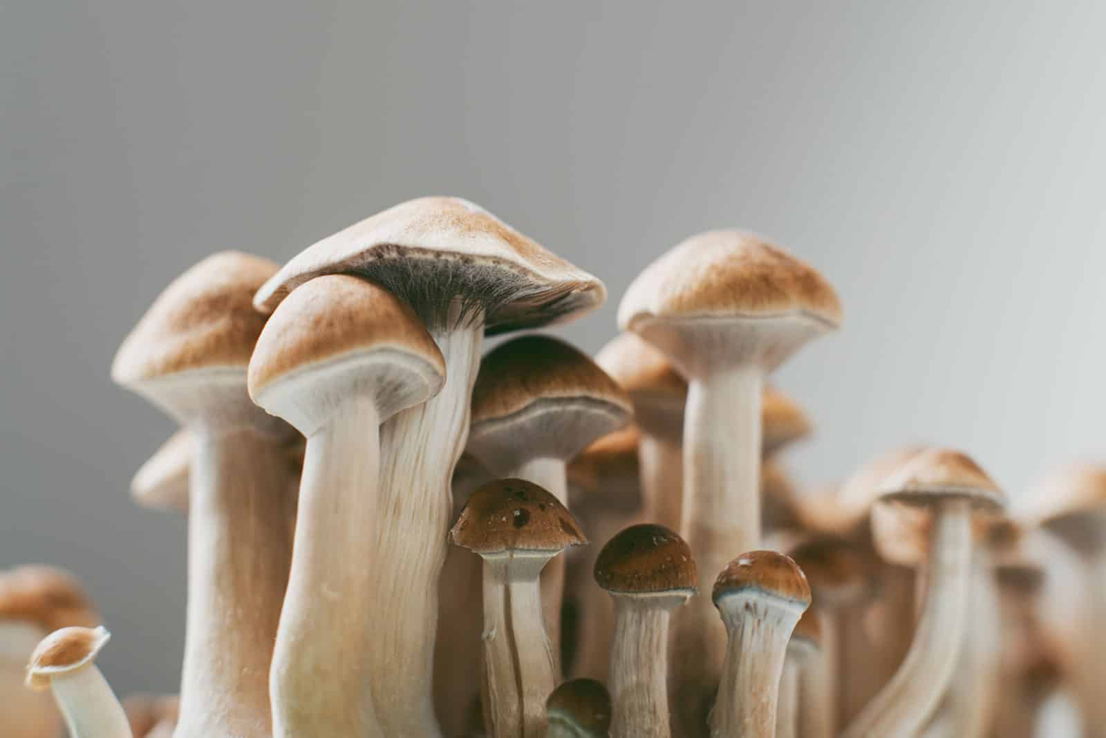 Shelf Life of Shrooms
