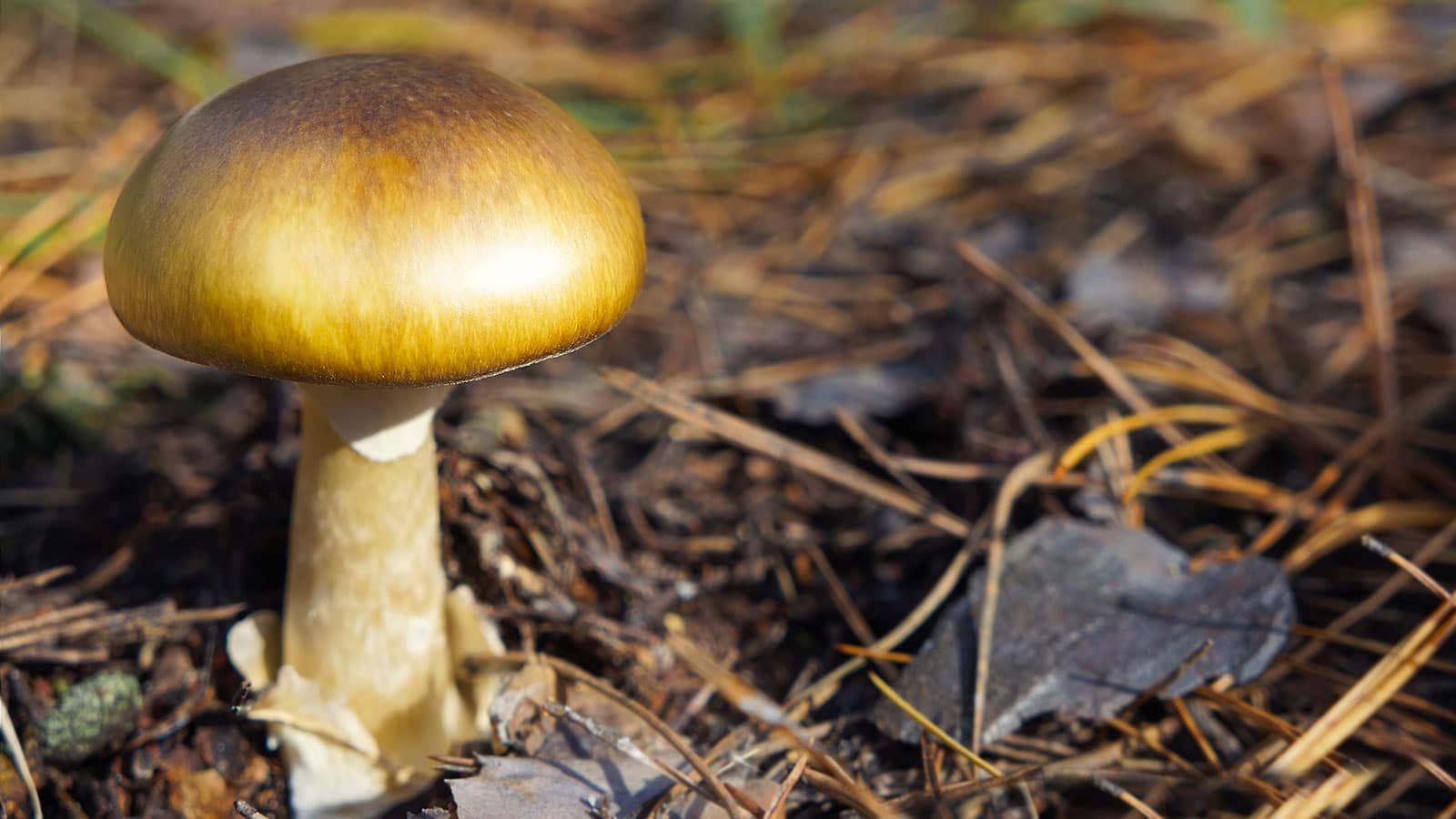 Gold Cap Mushrooms