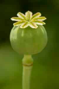 Poppy Flower